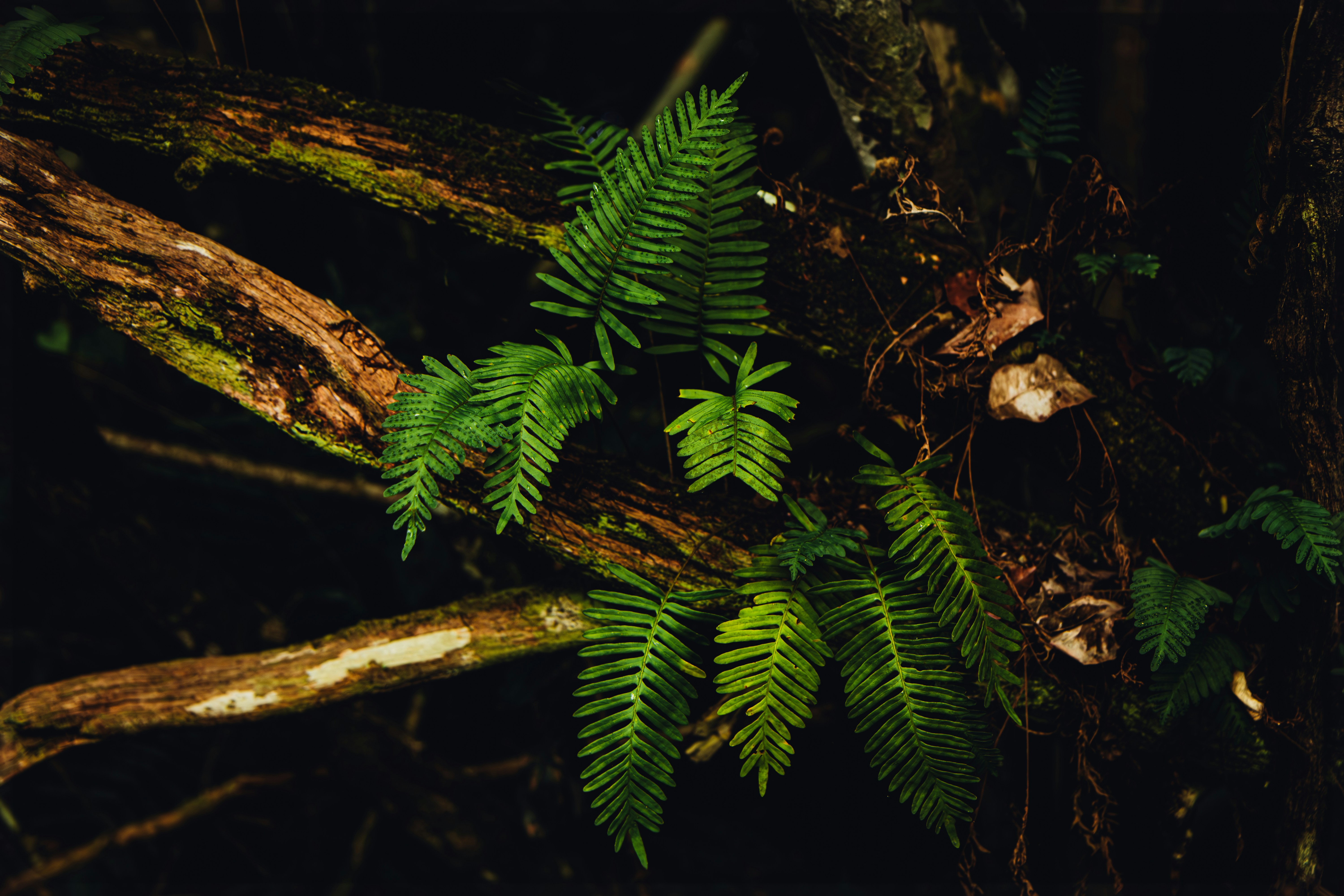 a green plant growing out of a tree in the woods, 