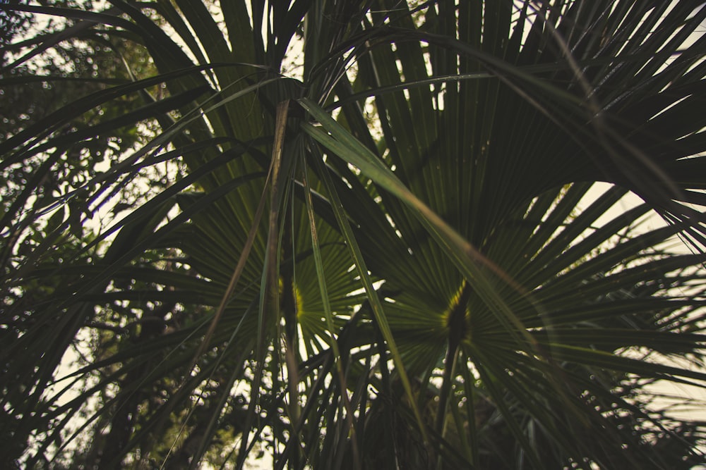 a close up of a palm tree with a sky background