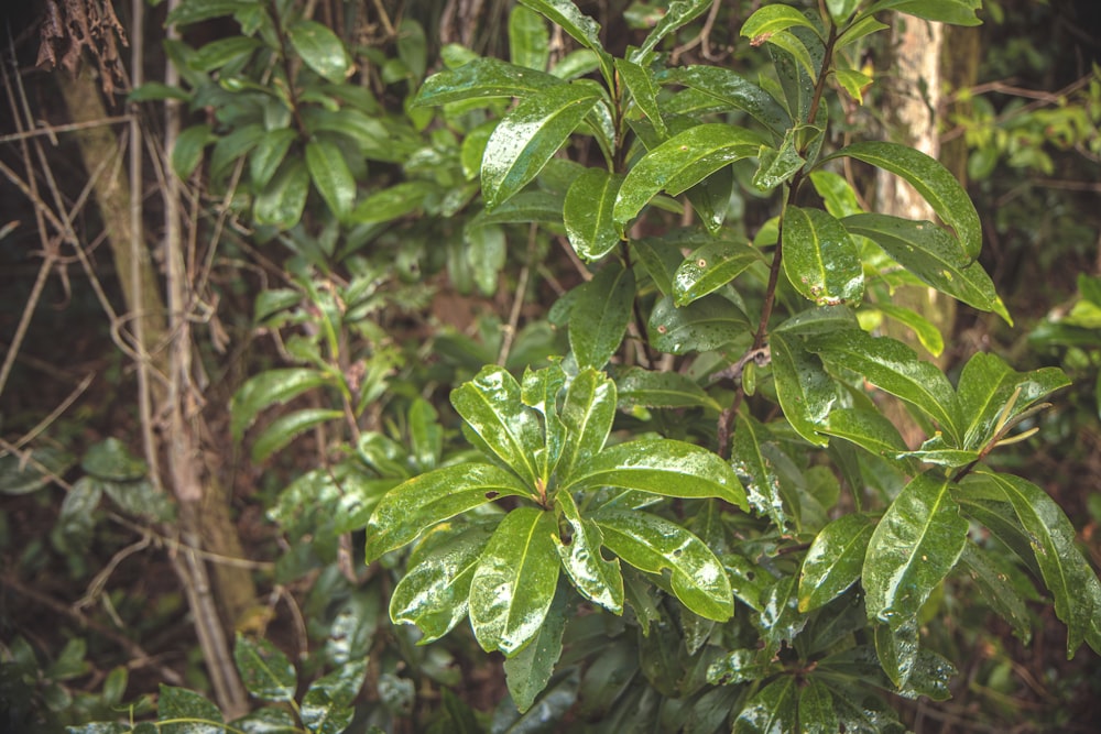 a green plant with lots of leaves on it