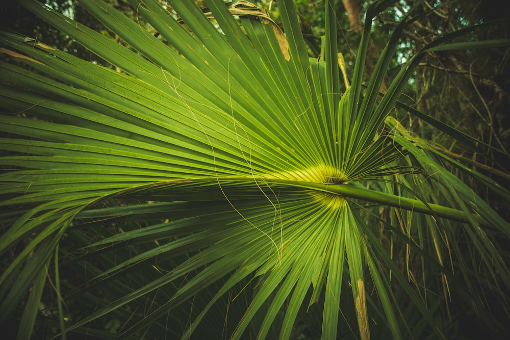 a close up of a palm tree with green leaves