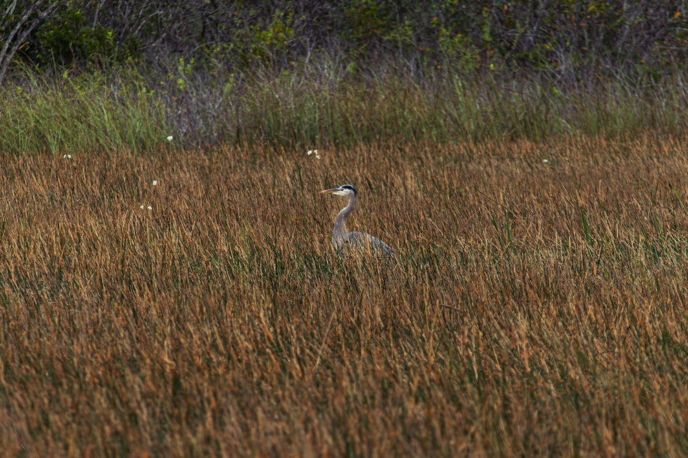 a bird standing in a field of tall grass