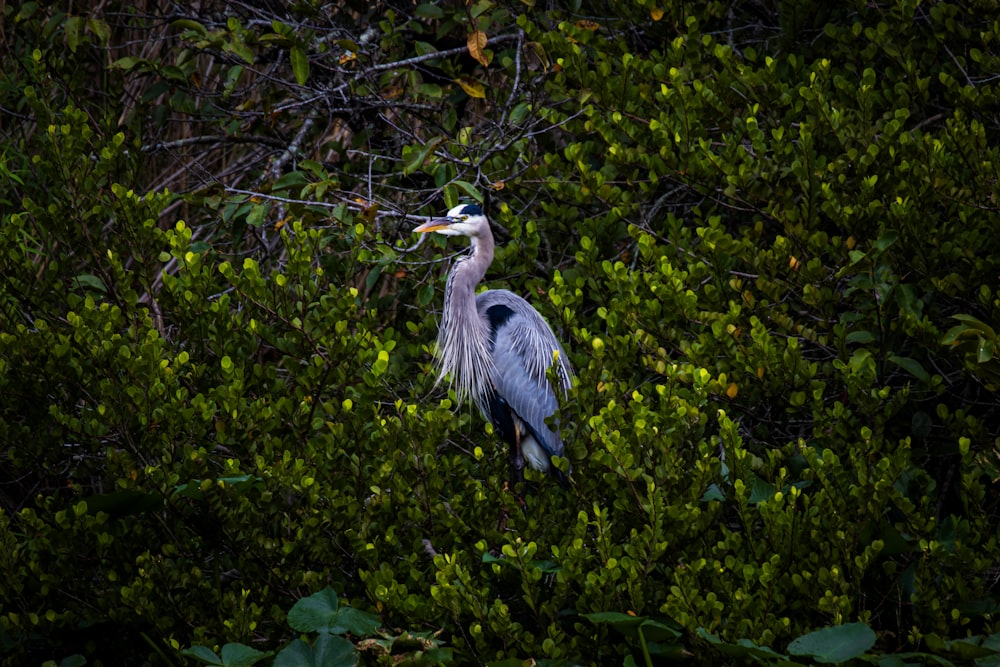 a bird with a long neck standing in a tree