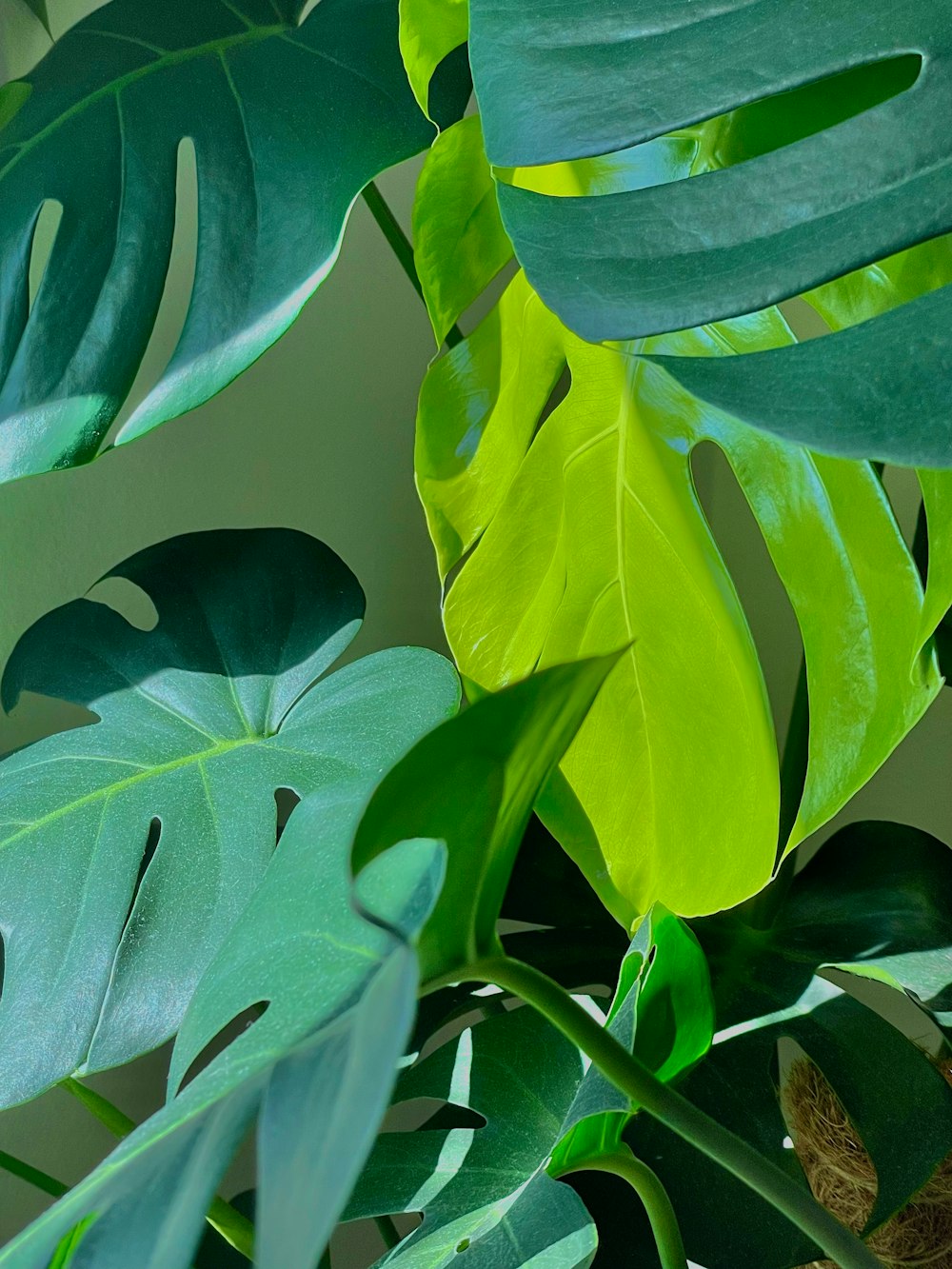 a close up of a plant with green leaves