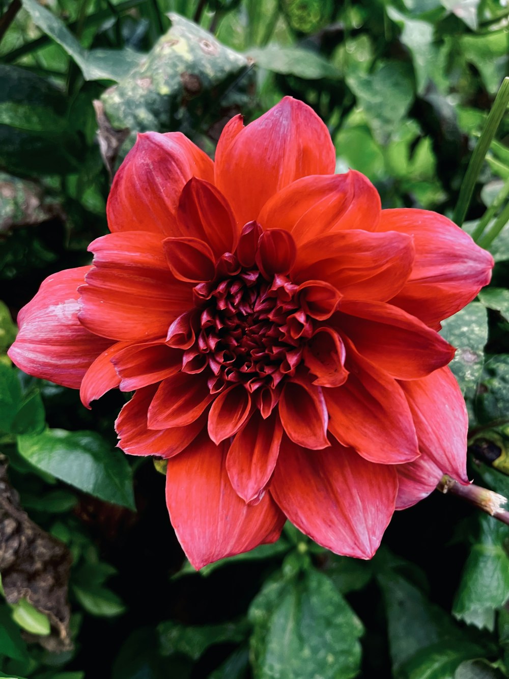 une grande fleur rouge entourée de feuilles vertes