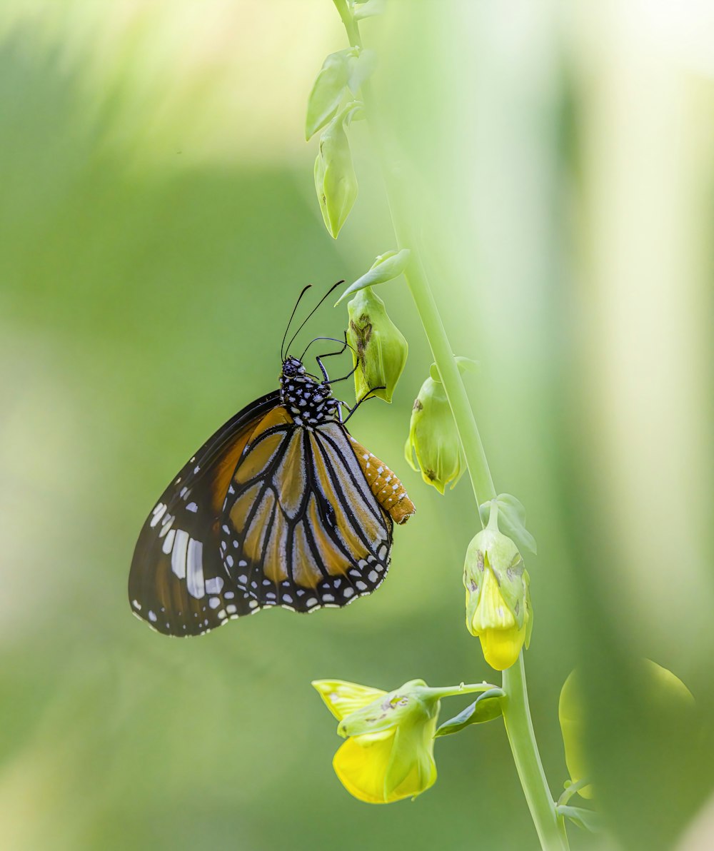 a monarch butterfly resting on a yellow flower