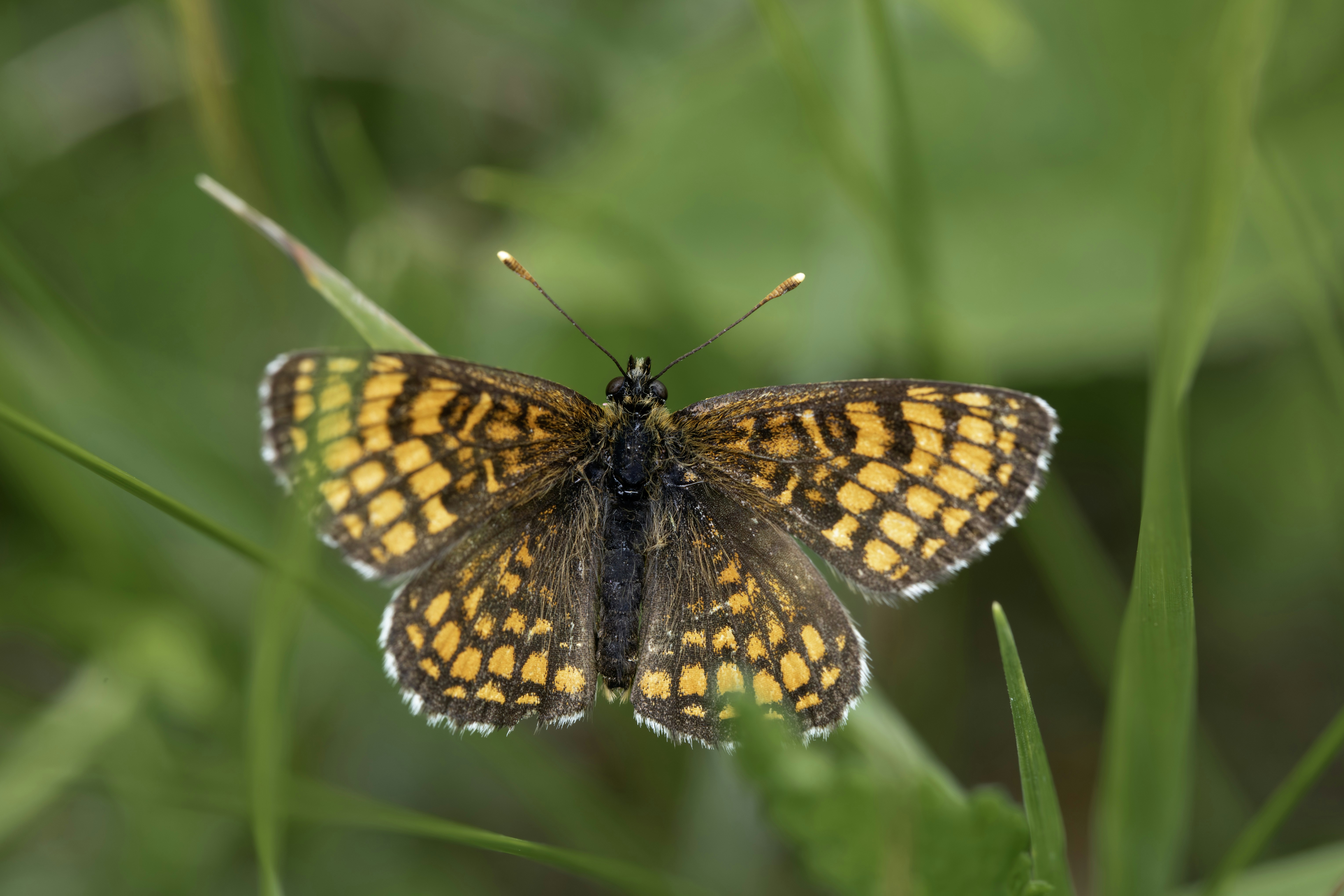 Photo by erik_karits