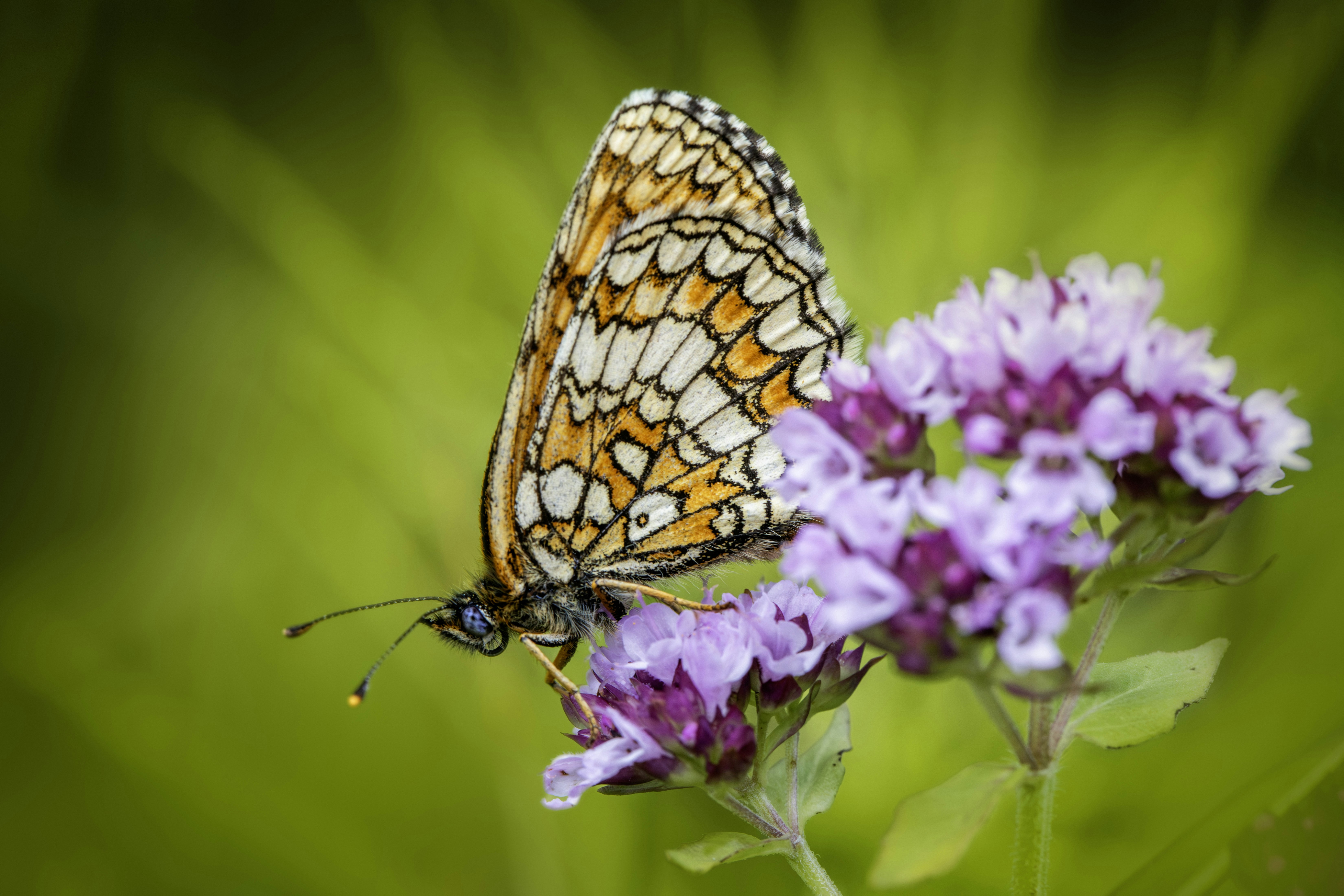 Photo by erik_karits