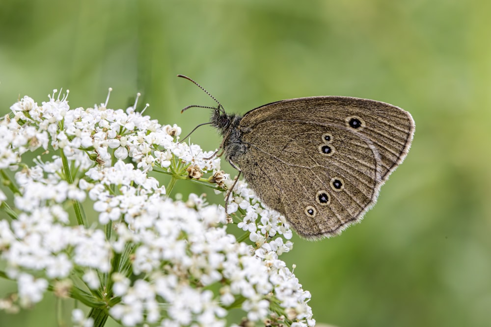 a brown butterfly sitting on a white flower