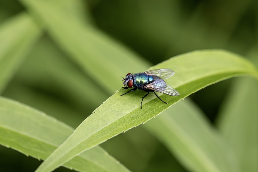 a fly sitting on top of a green leaf