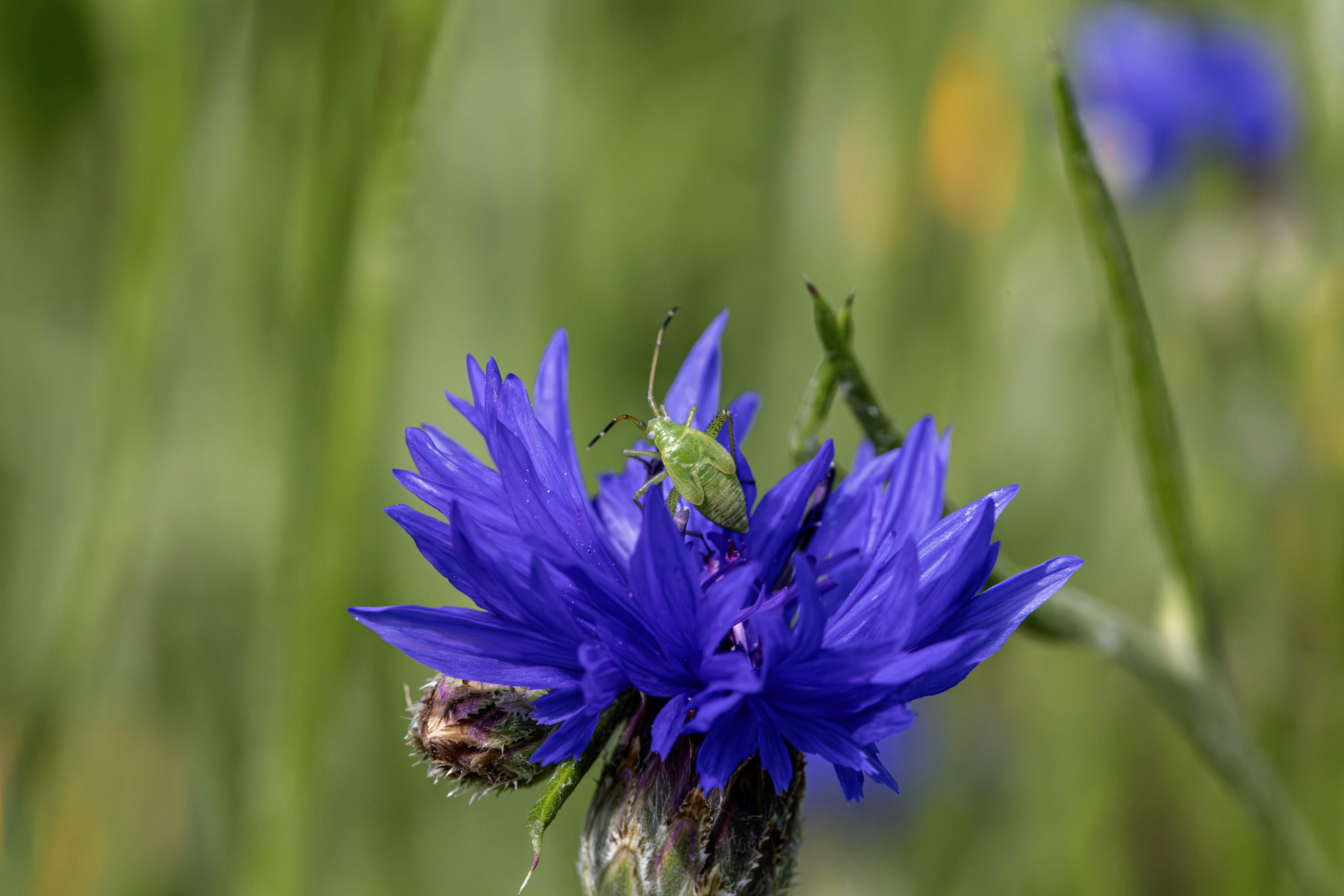 Photo by erik_karits