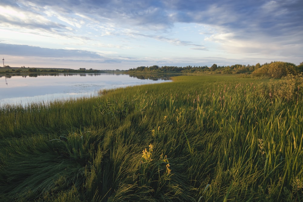 a body of water surrounded by tall grass