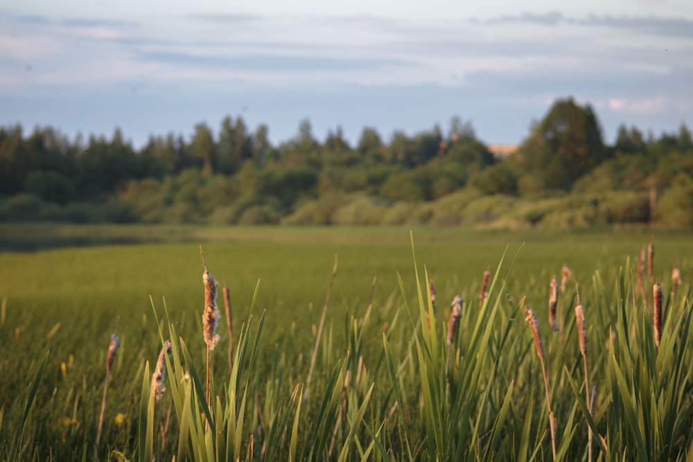 a field with tall grass and trees in the background