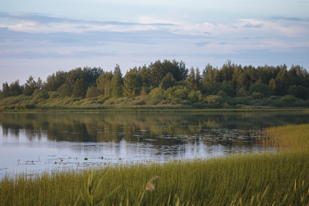 a body of water surrounded by tall grass and trees