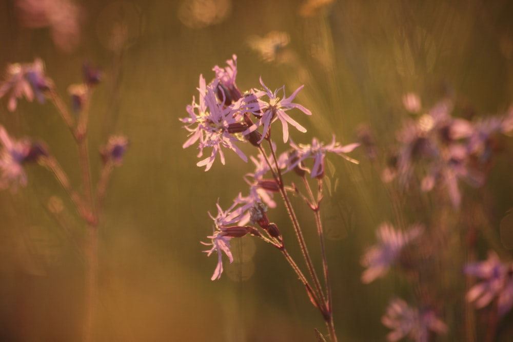 un bouquet de fleurs violettes dans un champ