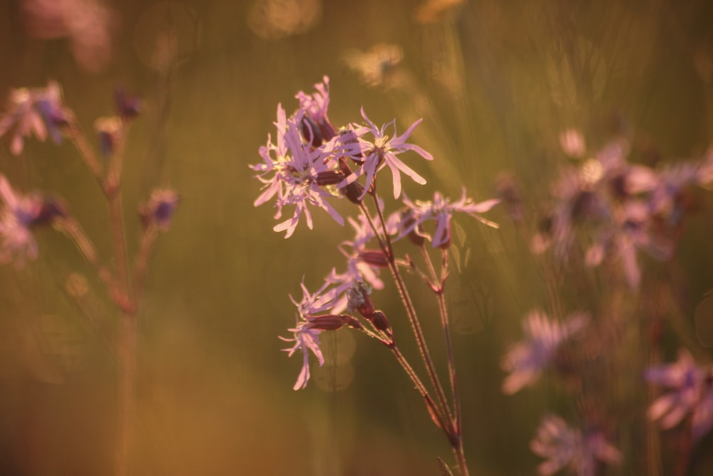 ein Strauß lila Blumen auf einem Feld