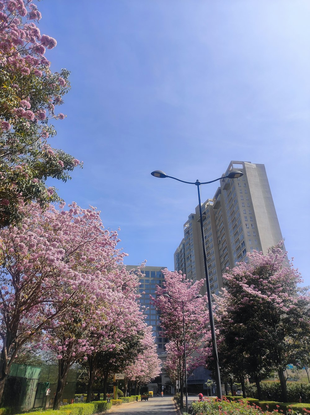 a city street lined with blooming trees next to tall buildings