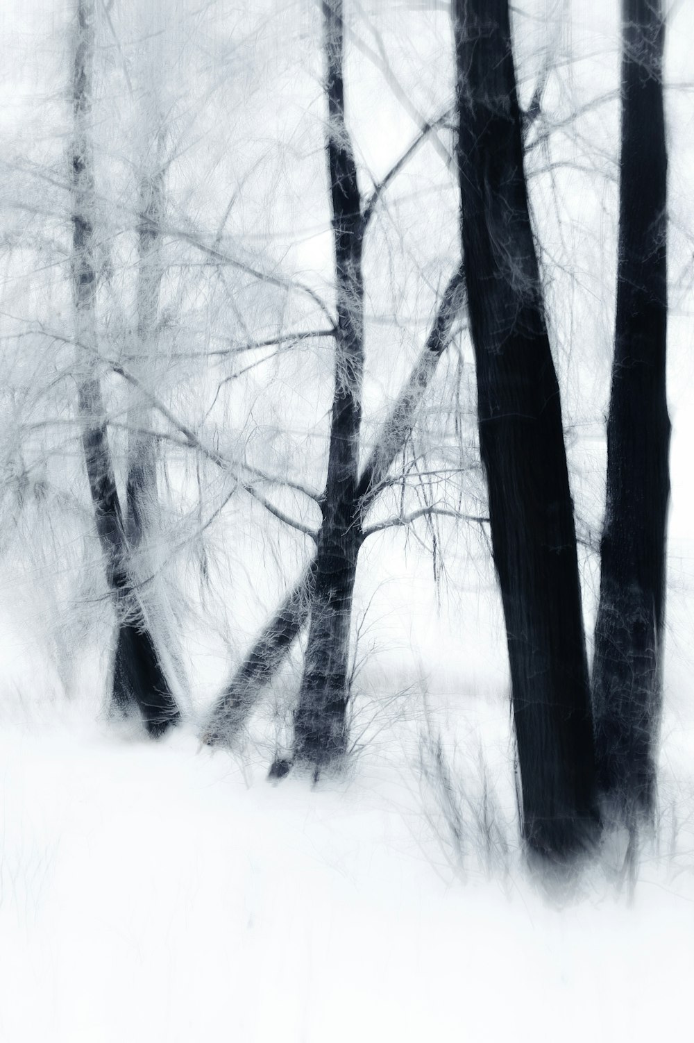 a black and white photo of trees in the snow
