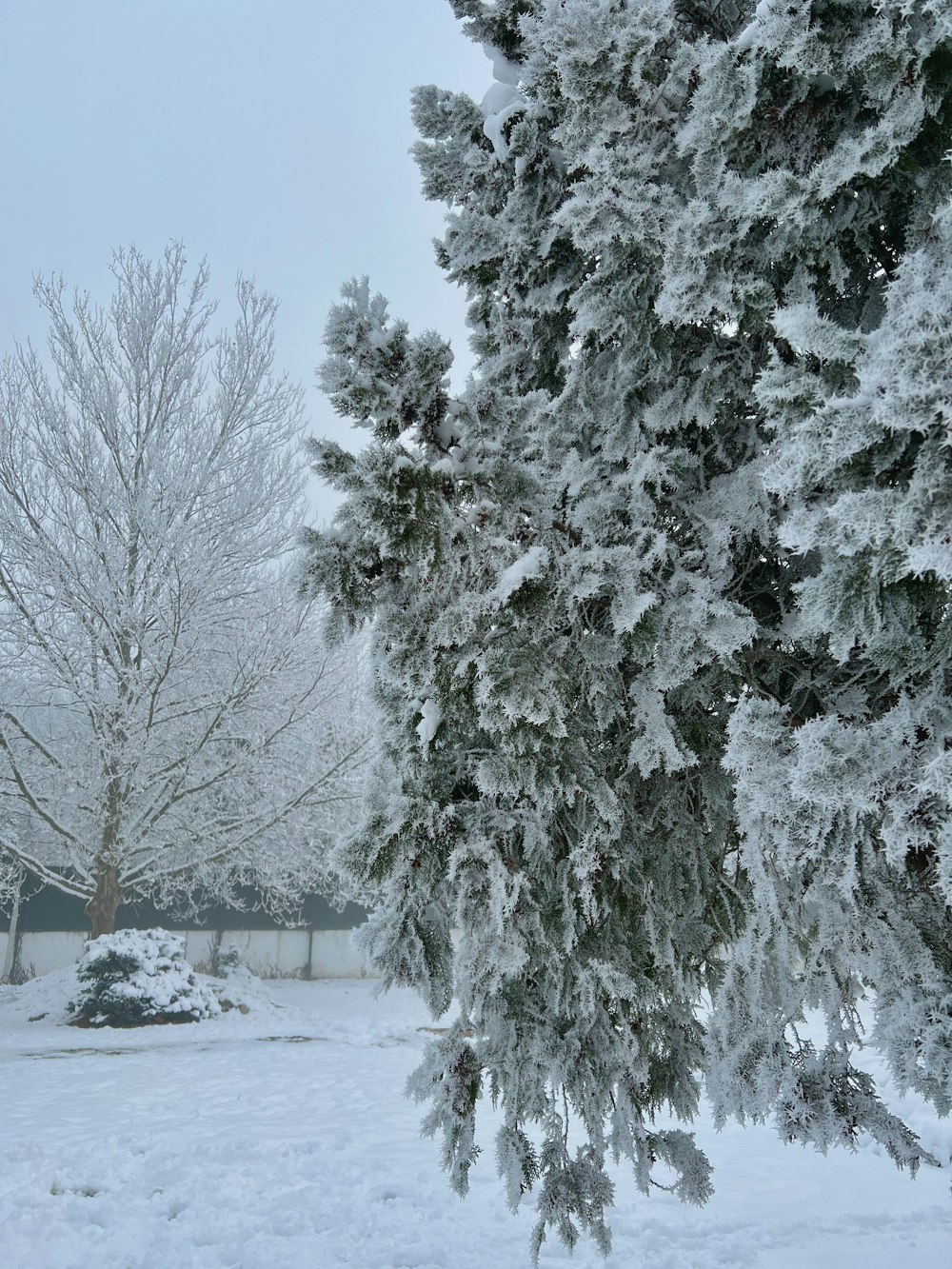 a tree covered in snow next to a house