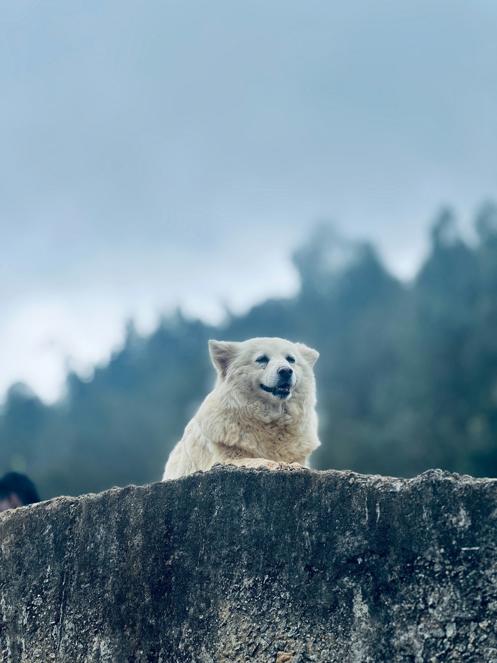 a white polar bear sitting on top of a stone wall