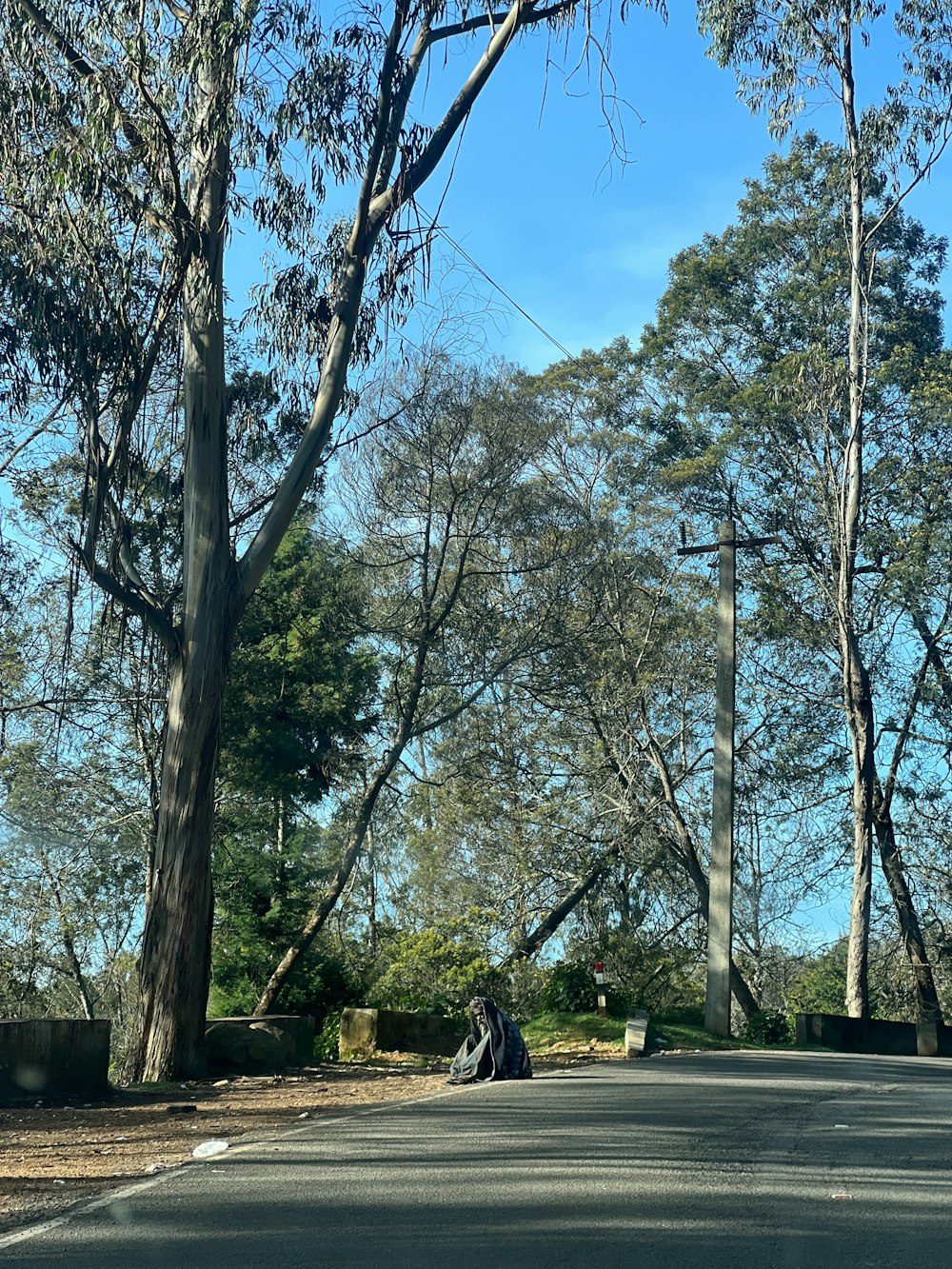 a man riding a motorcycle down a street next to tall trees