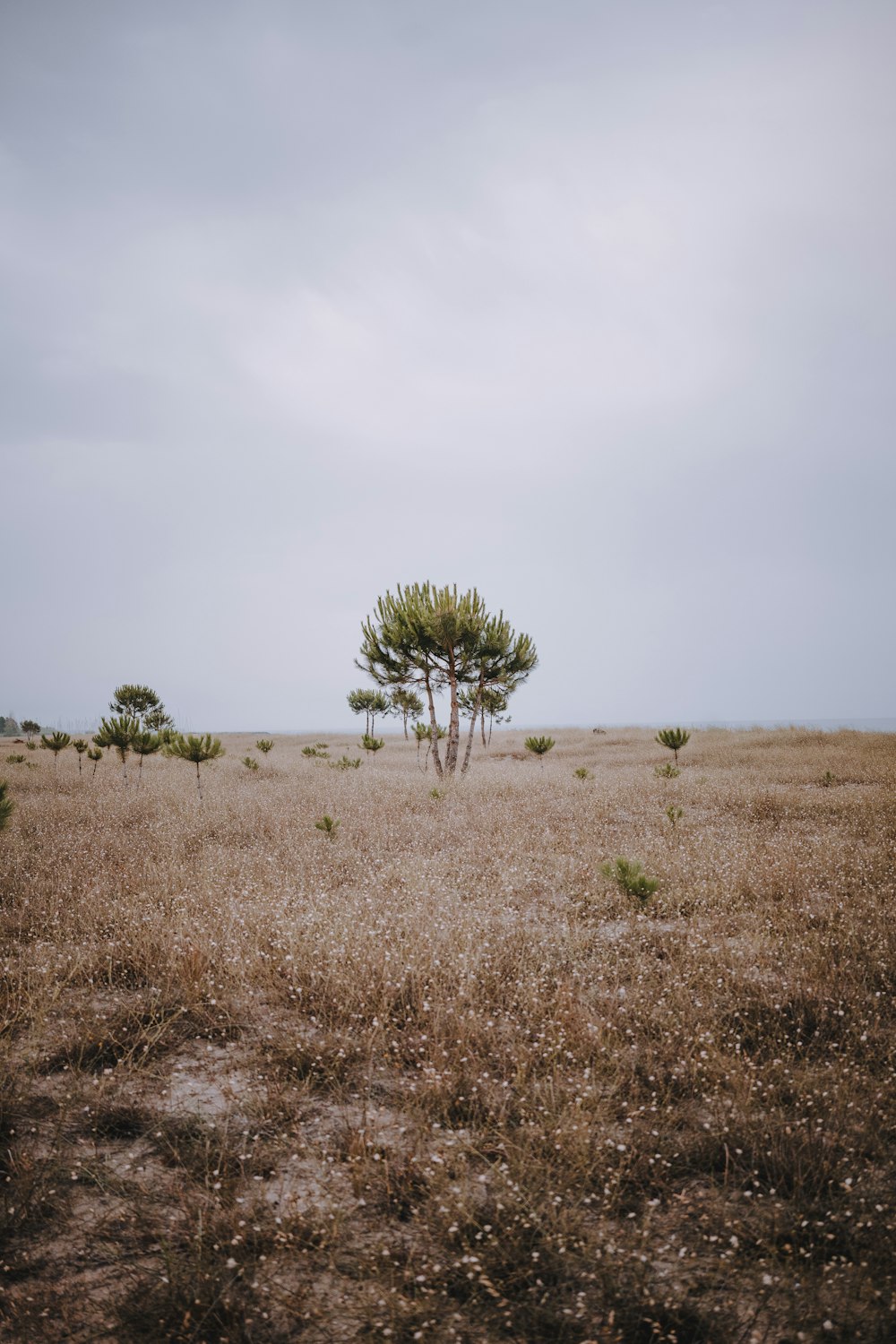 a lone tree in the middle of a field