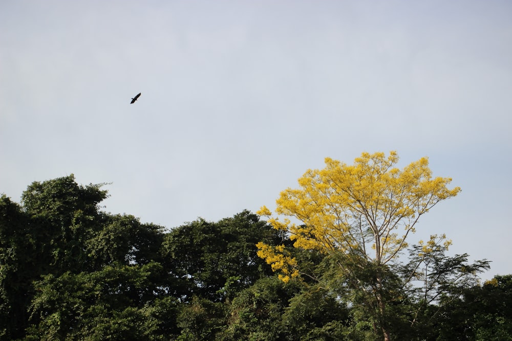 a bird flying over a tree filled forest