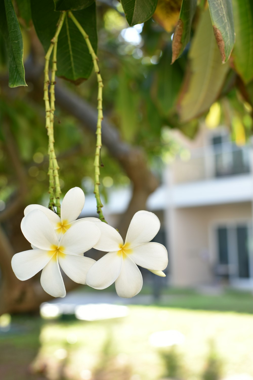 a couple of white flowers hanging from a tree