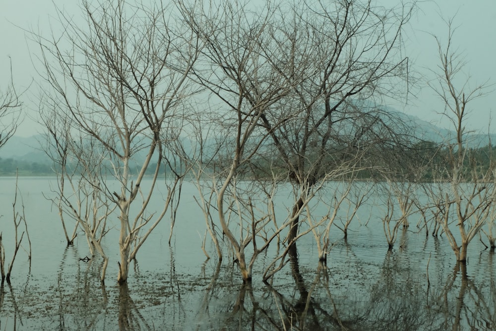 a body of water surrounded by bare trees