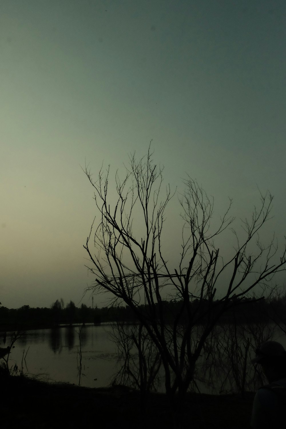 a tree with no leaves in front of a body of water