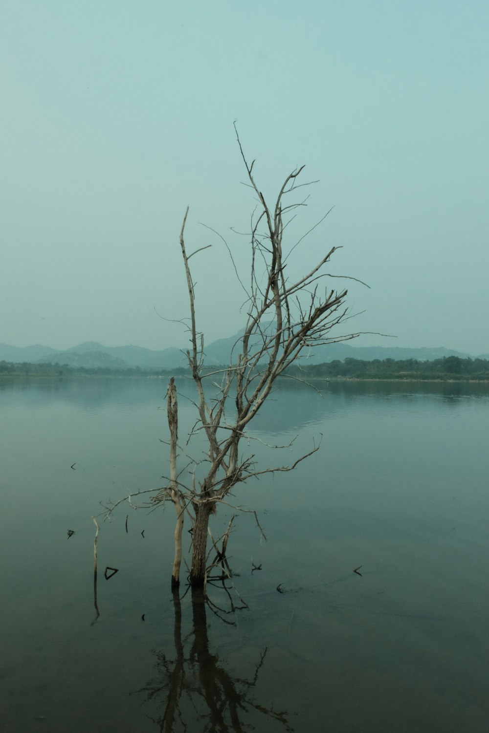 a dead tree in the middle of a lake