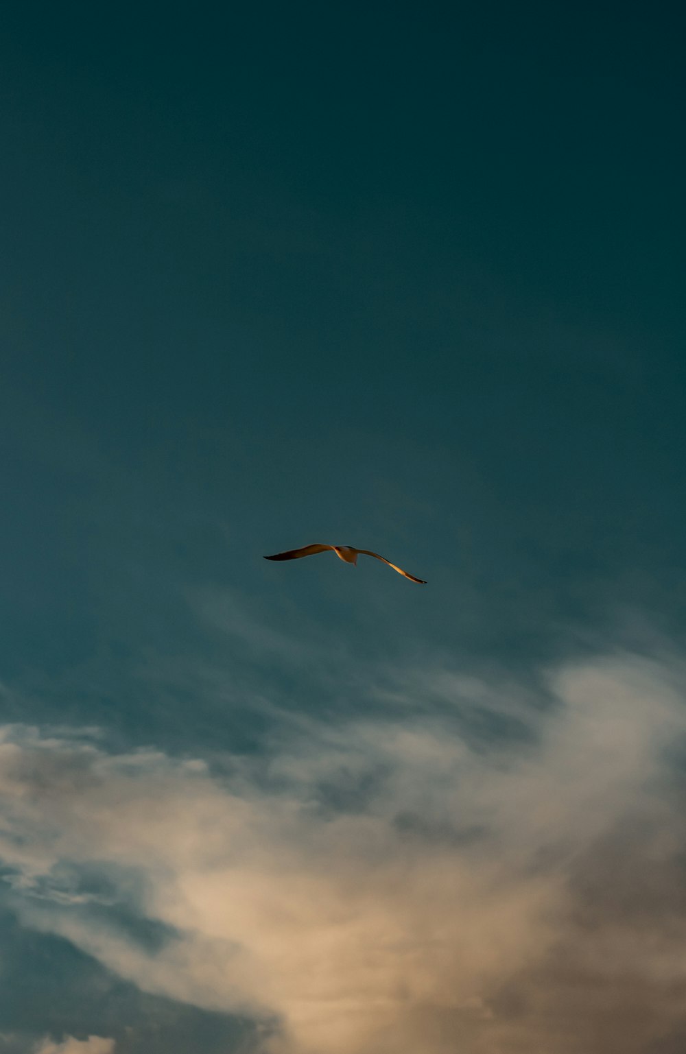 a bird flying through a cloudy blue sky