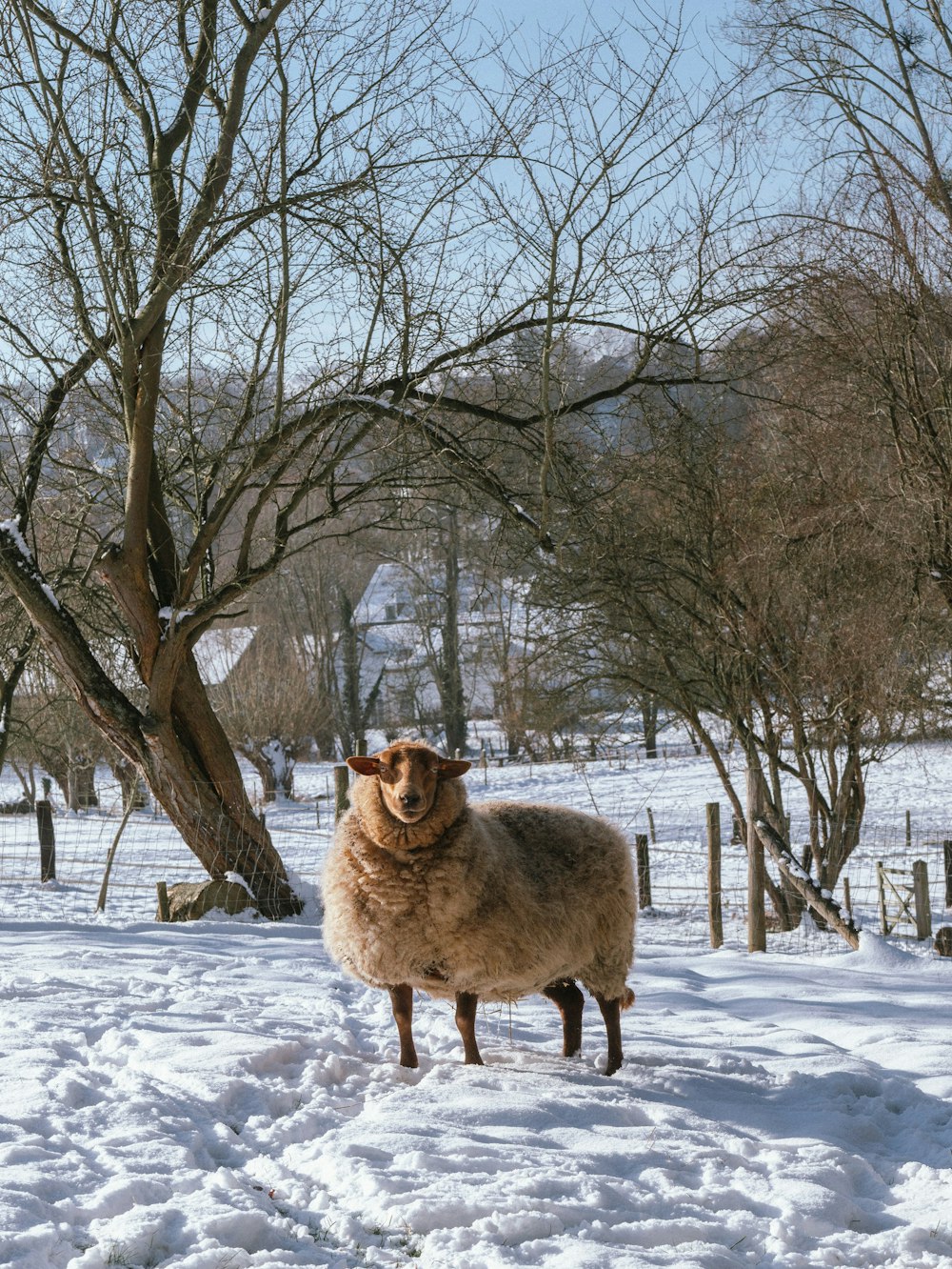 a sheep standing in the snow next to a tree