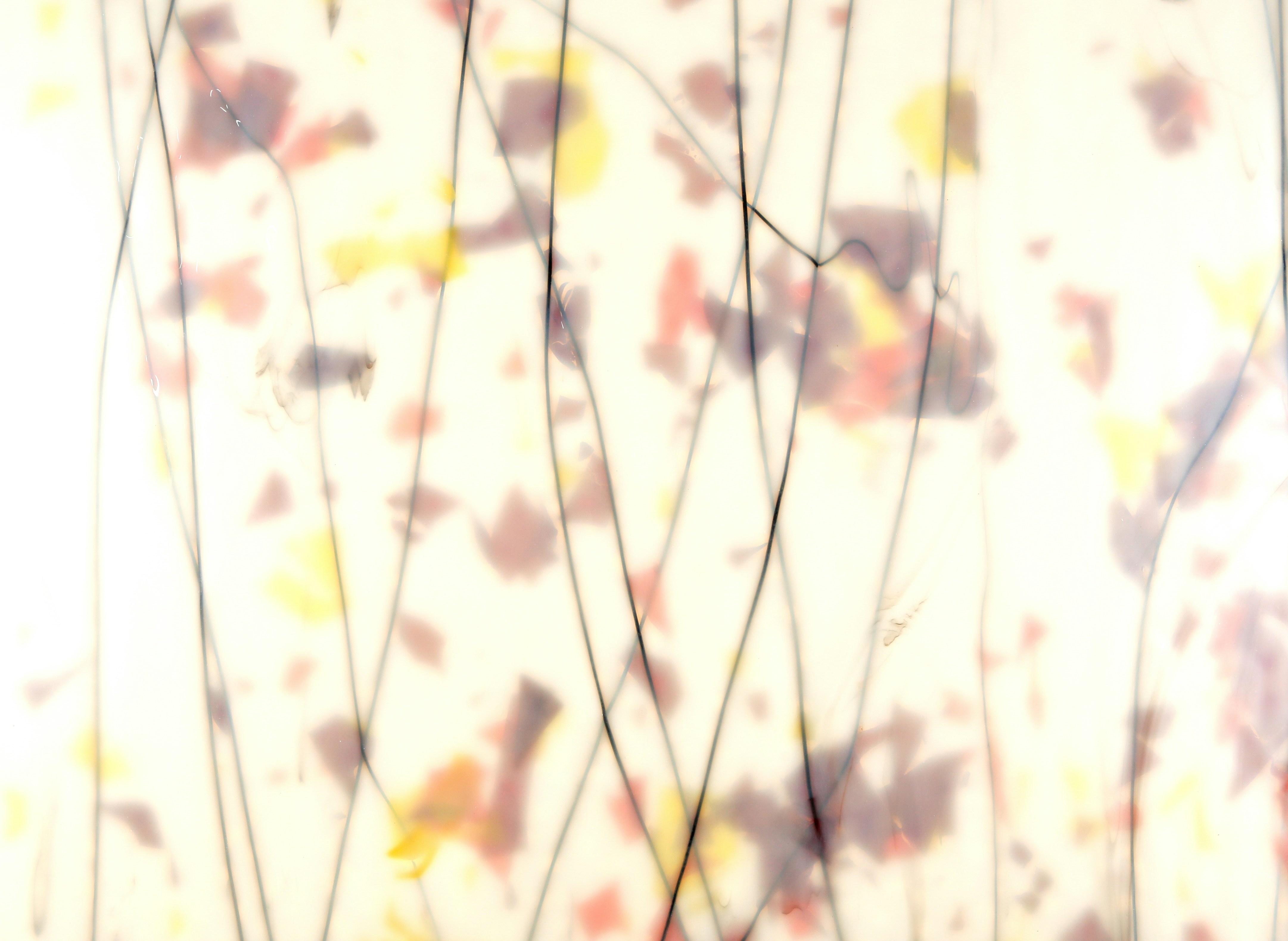 Photo by wilhelmgunkel