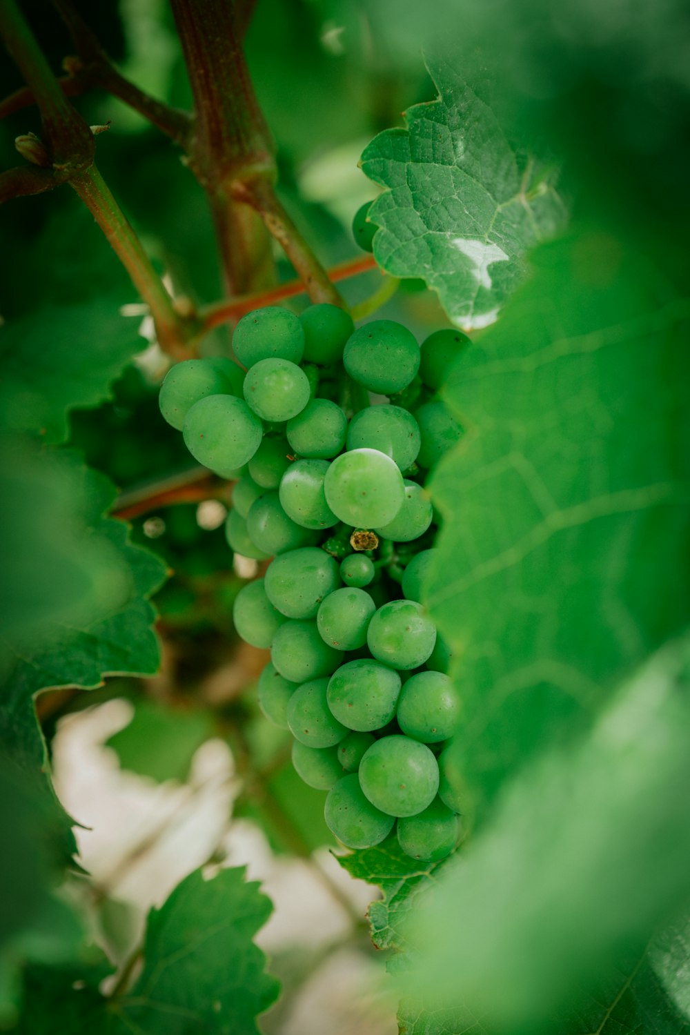 a bunch of green grapes growing on a vine