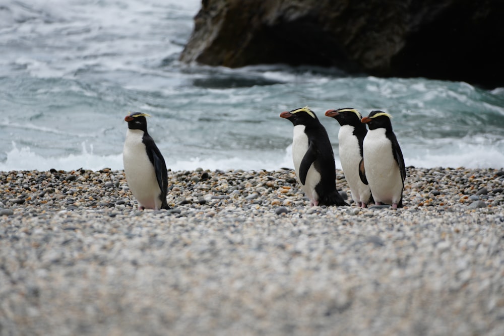 three penguins standing on a rocky beach next to the ocean