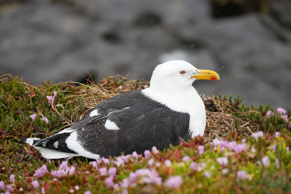 a black and white bird sitting on a patch of grass