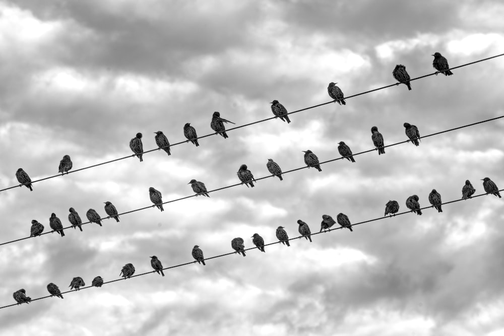 a flock of birds sitting on top of power lines