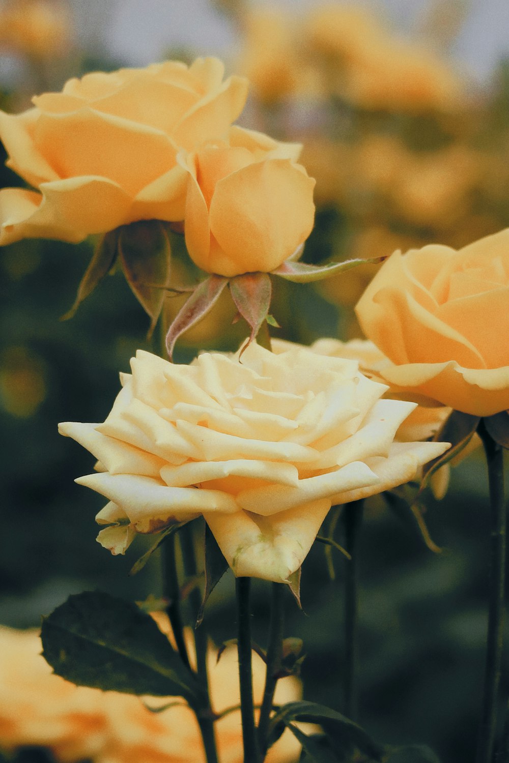 a bunch of yellow roses that are blooming