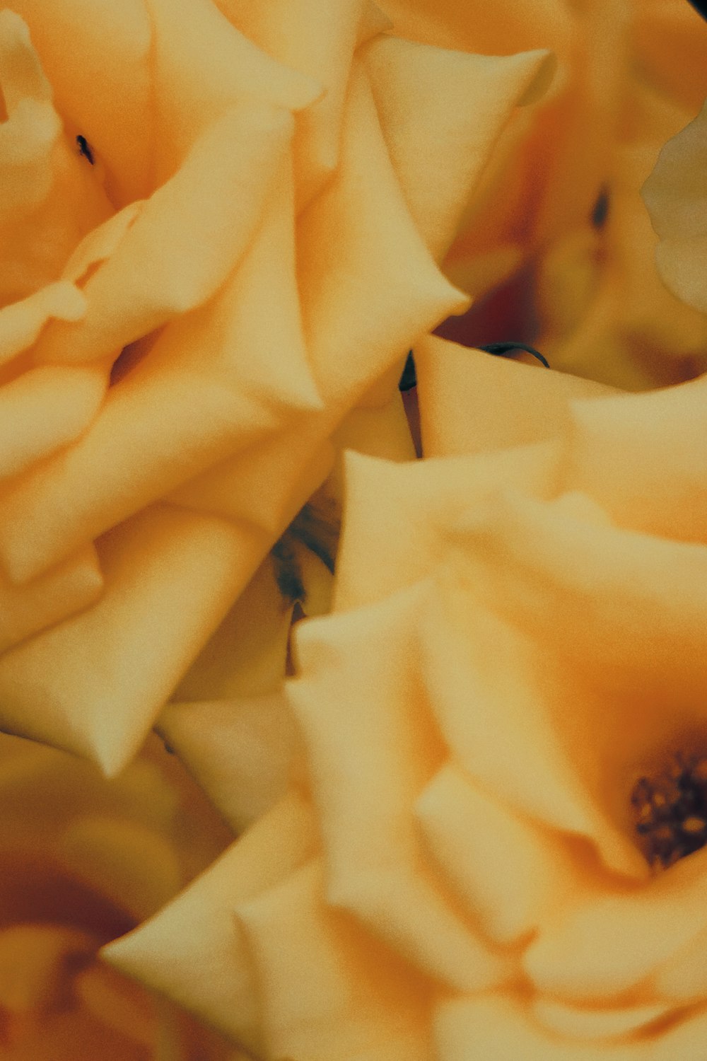 a close up of a bunch of yellow roses
