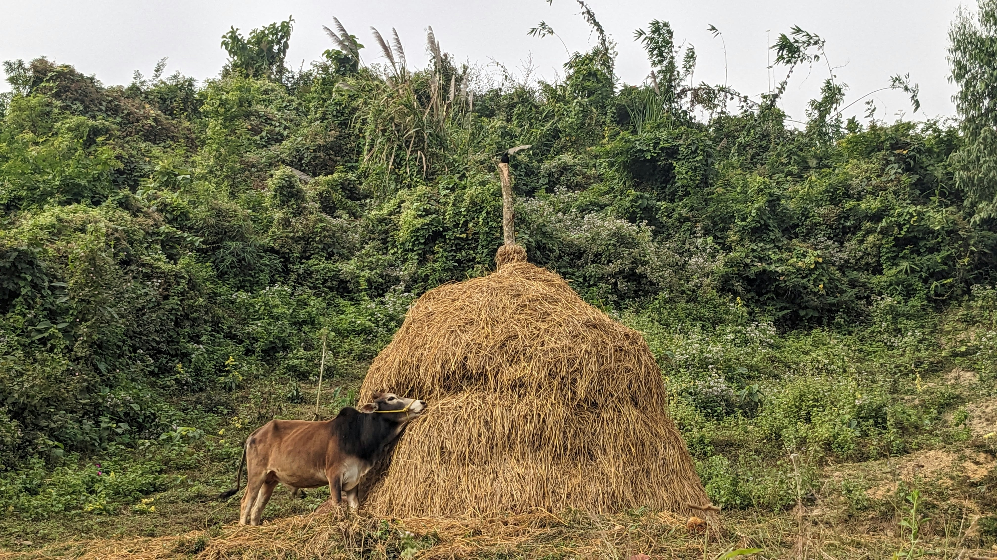 a cow standing next to a pile of hay