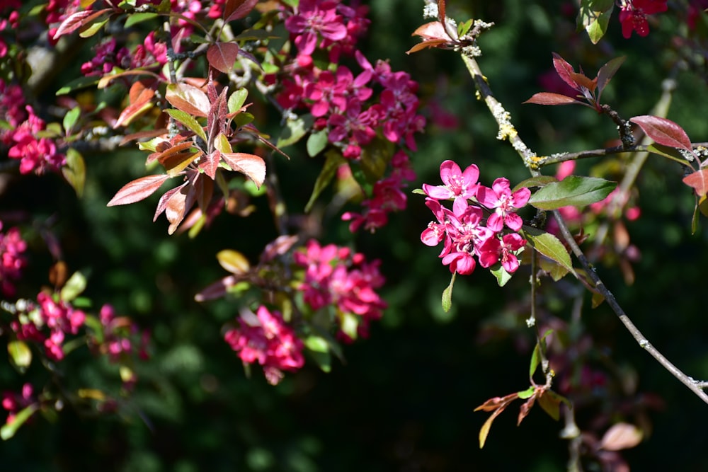 pink flowers are blooming on a tree branch