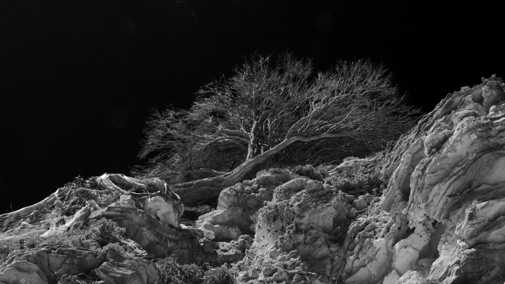 a black and white photo of rocks and a tree