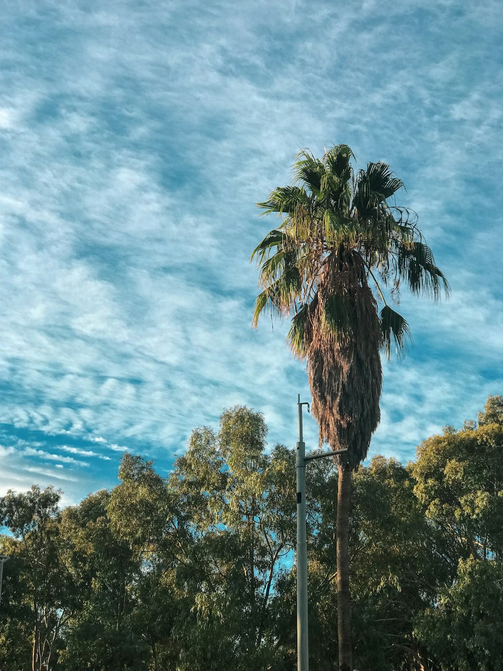 a tall palm tree sitting on the side of a road