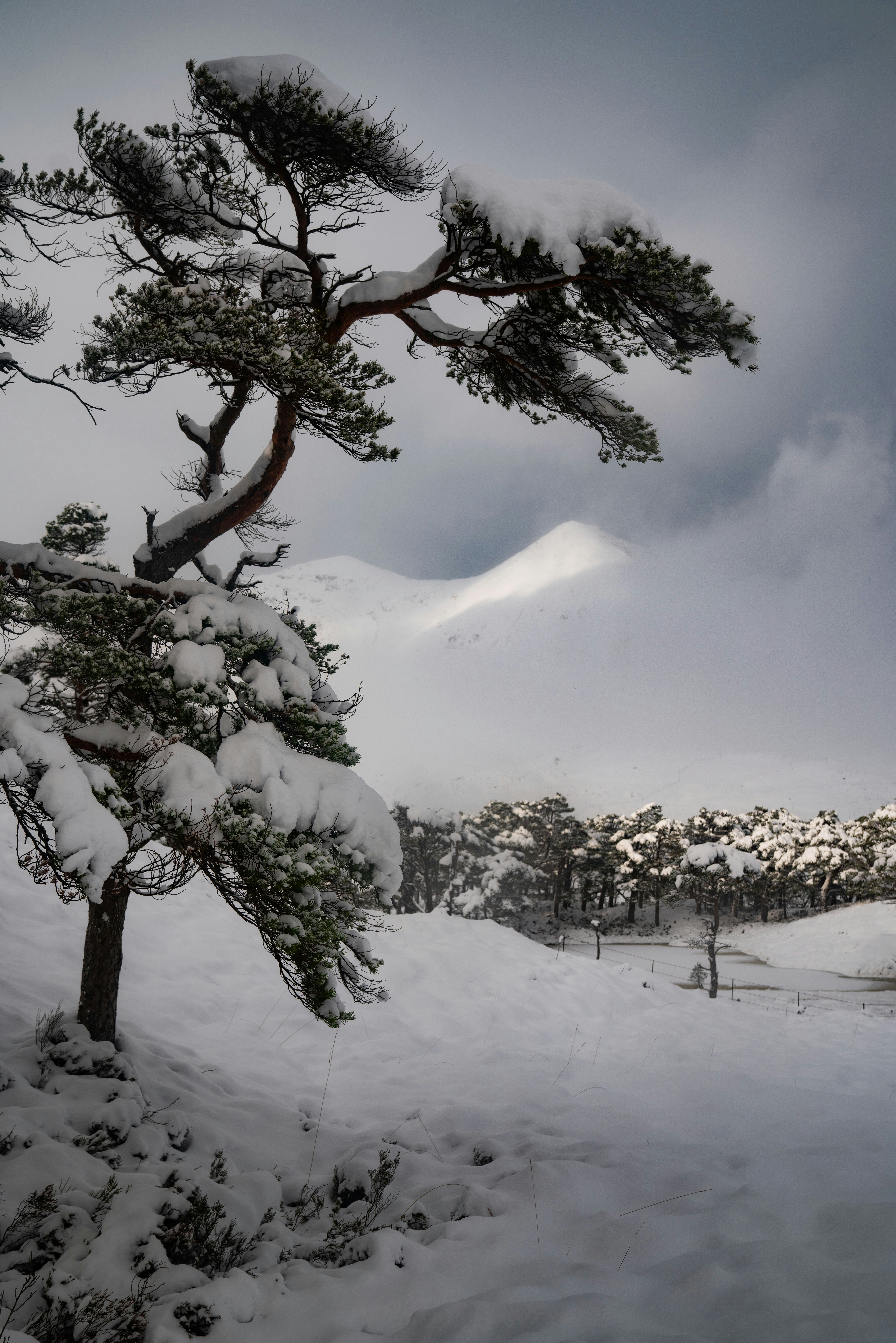a snow covered field with trees and mountains in the background