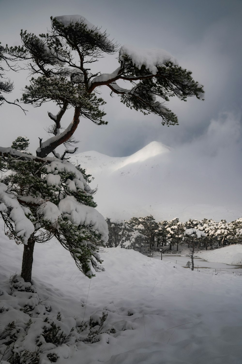 a snow covered field with trees and mountains in the background