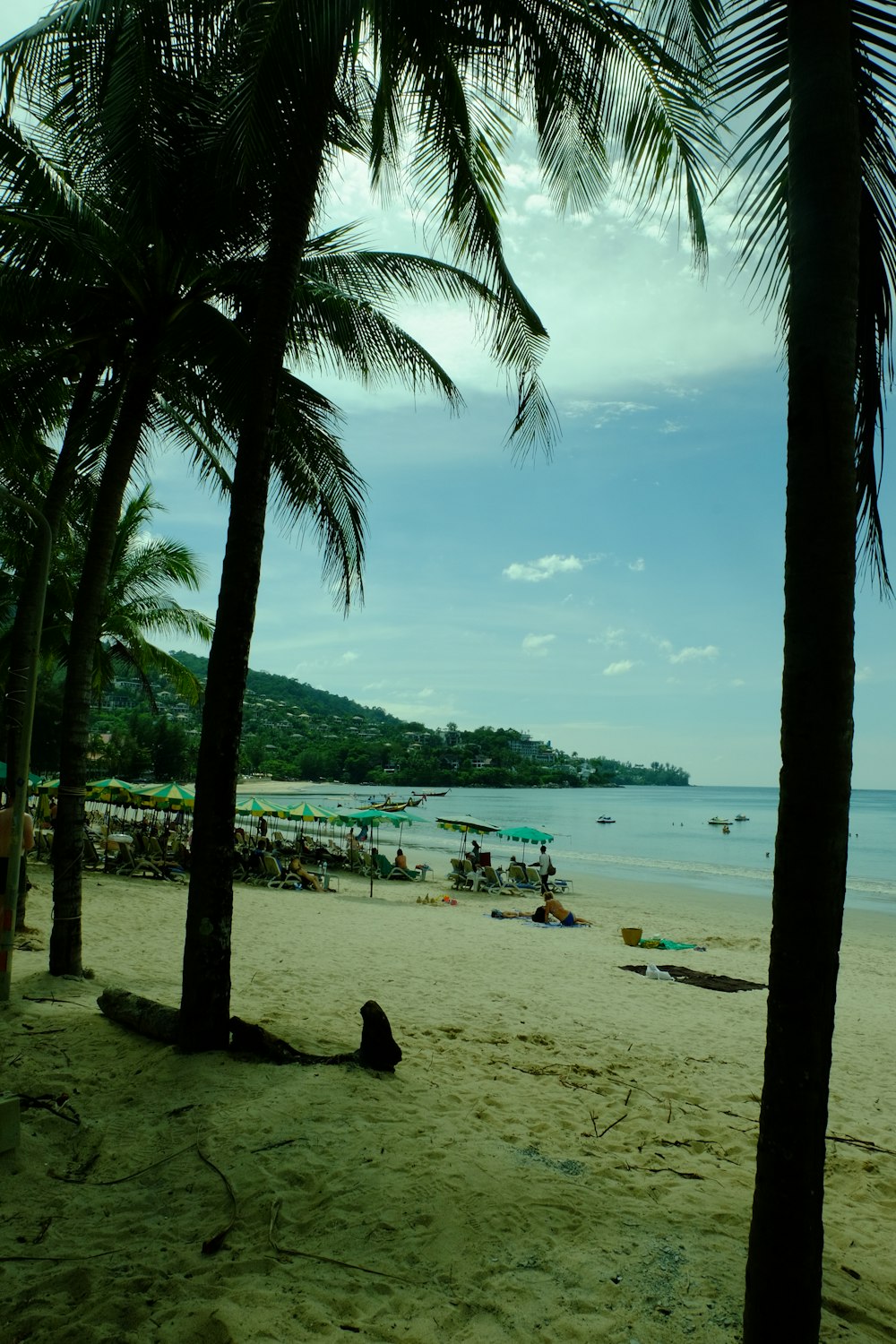 a sandy beach with palm trees and people in the water