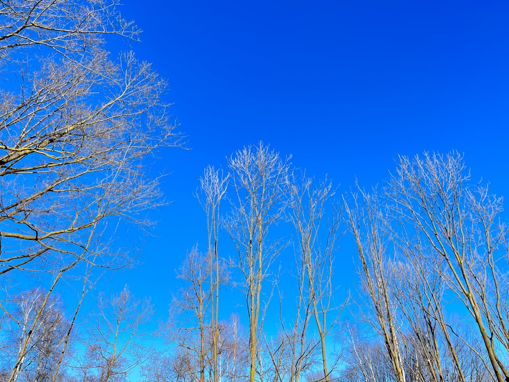 a group of trees with no leaves on them