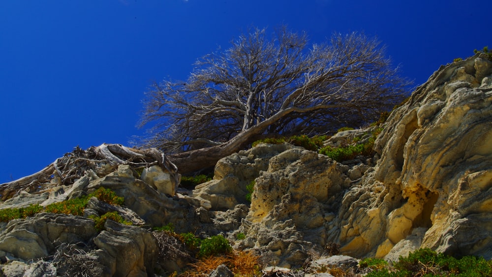 a lone tree on a rocky hillside under a blue sky