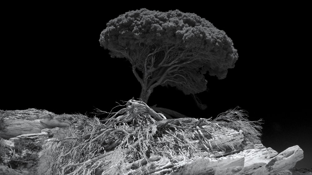 uma foto em preto e branco de uma árvore em uma rocha