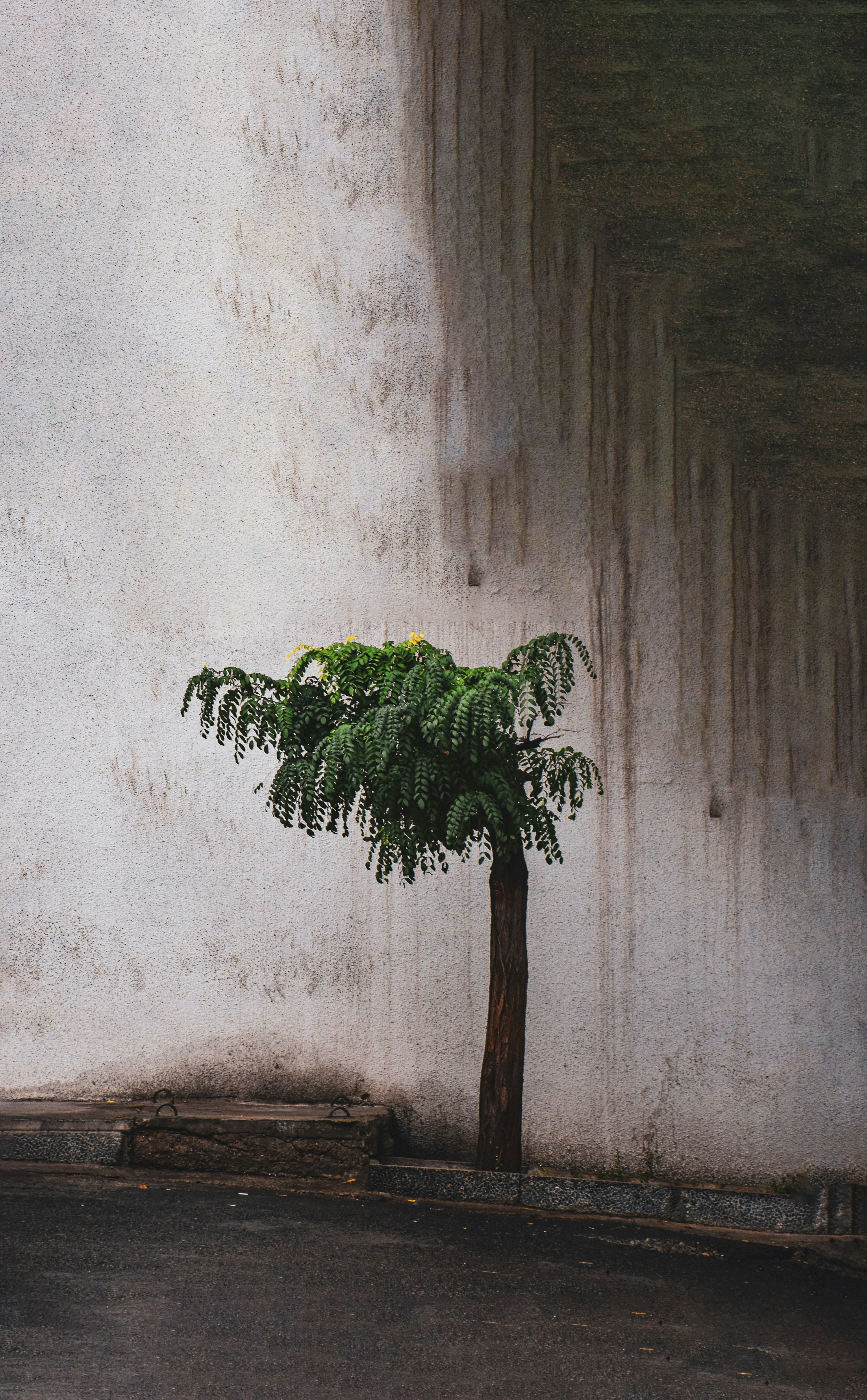 un pequeño árbol frente a una pared blanca